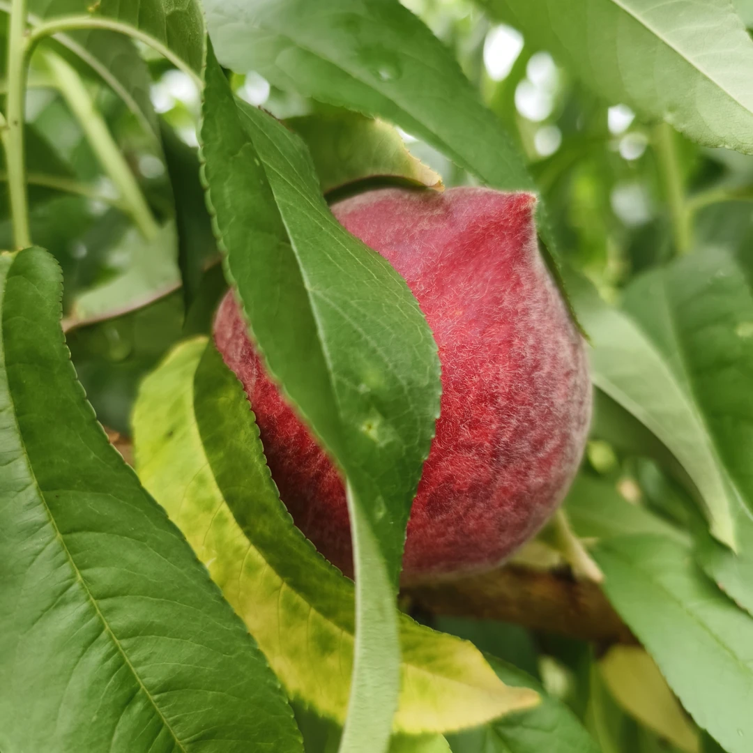 【红宝石】精选尖嘴红宝石水蜜桃脆蜜桃鹰嘴桃脆甜多汁