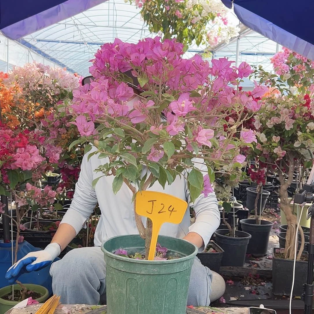 用***5大部分花苞少量开放J24巴西紫