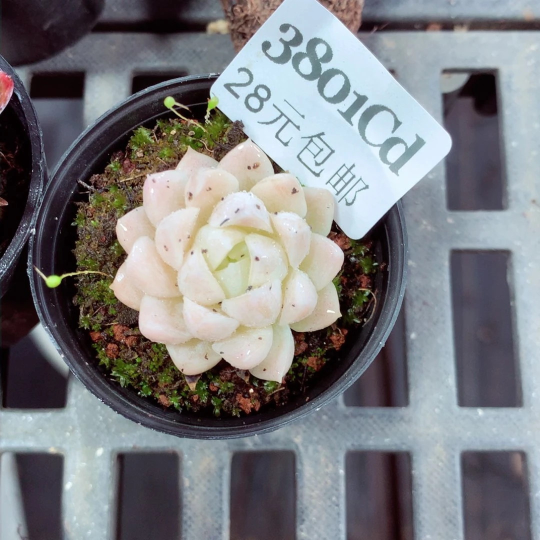 5厘米盆精控多肉3801