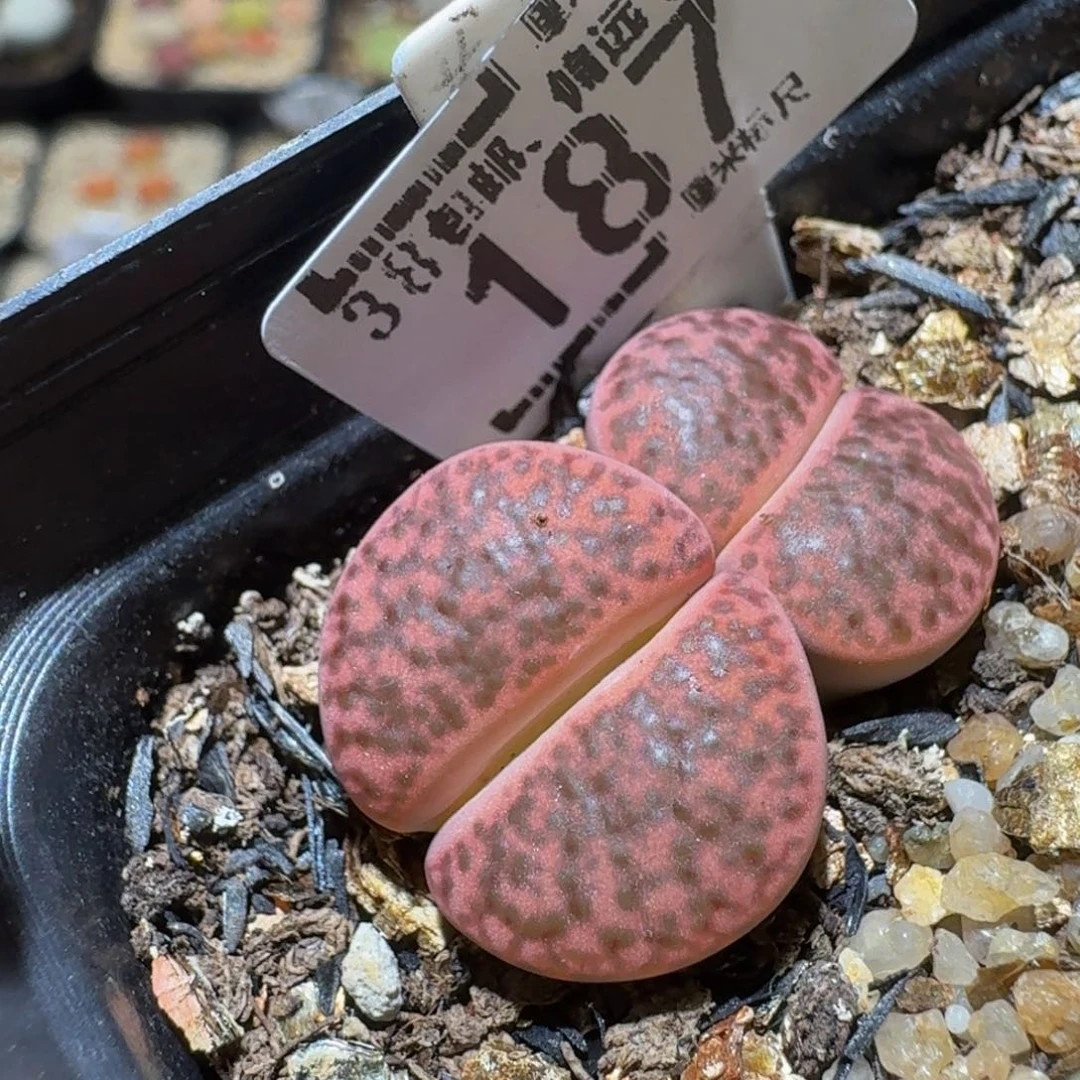 Sssss精品生石花187