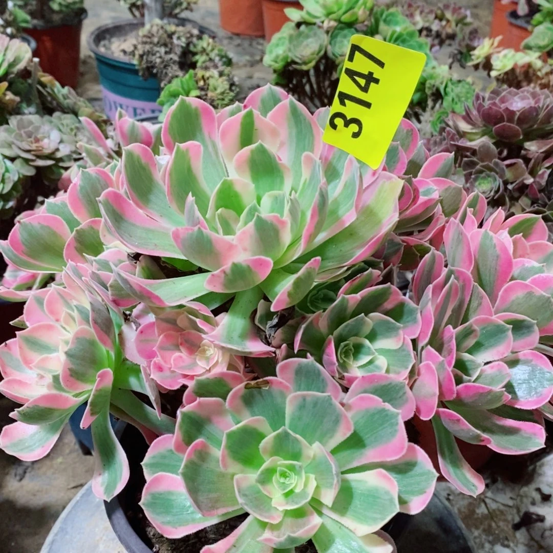 粉女郎3147多肉植物