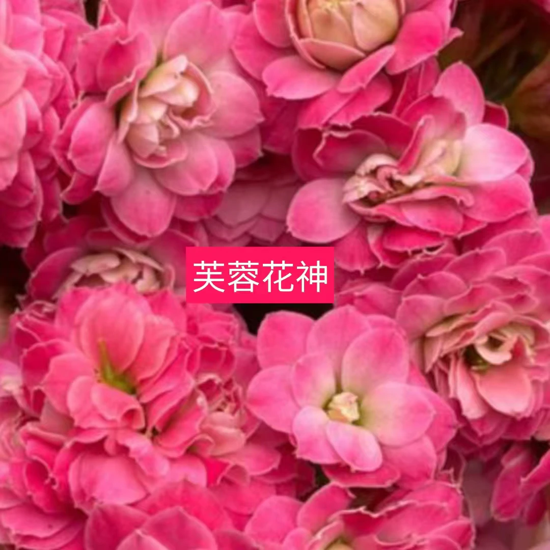 长寿花芙蓉花神重瓣儿