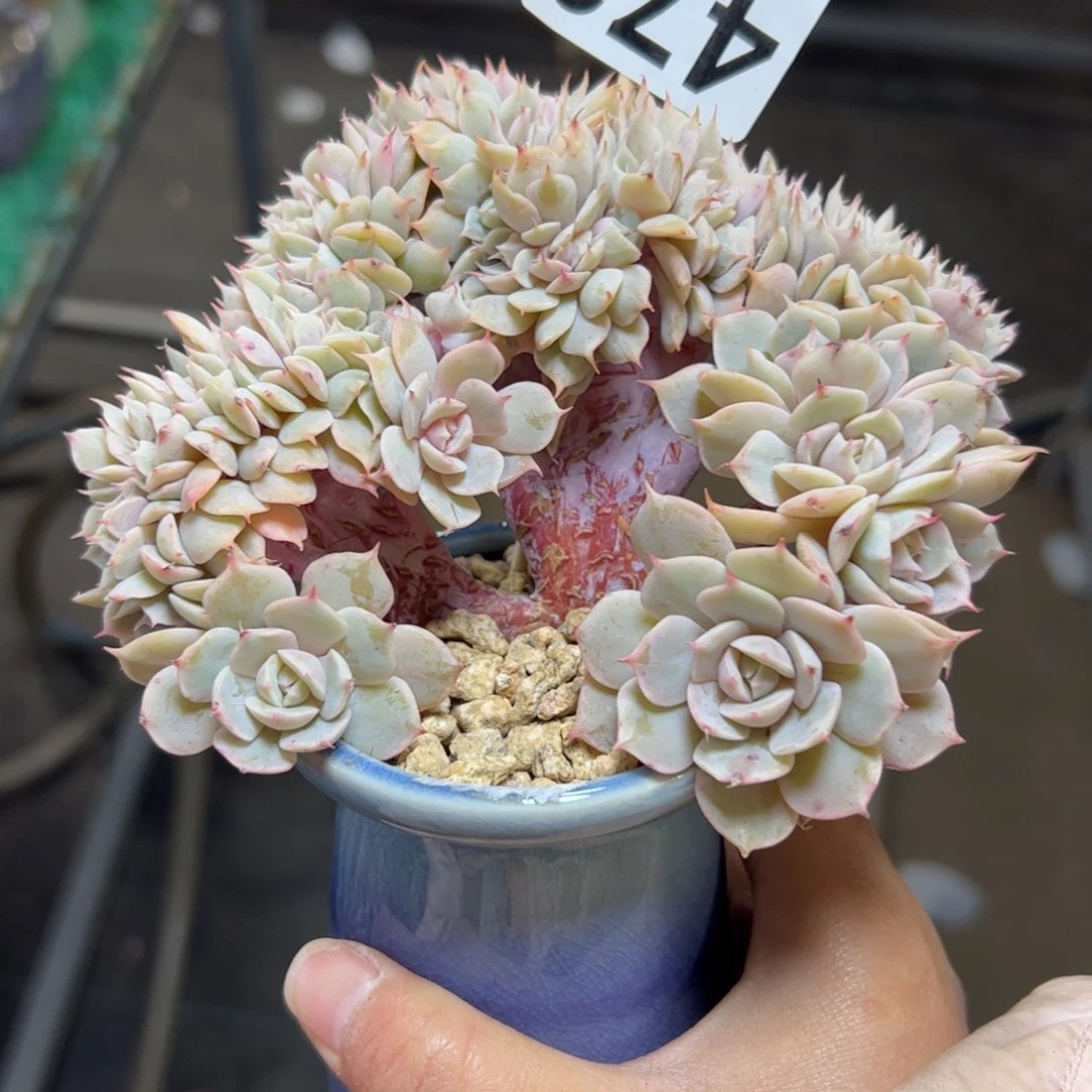 473 满38包邮一物一拍