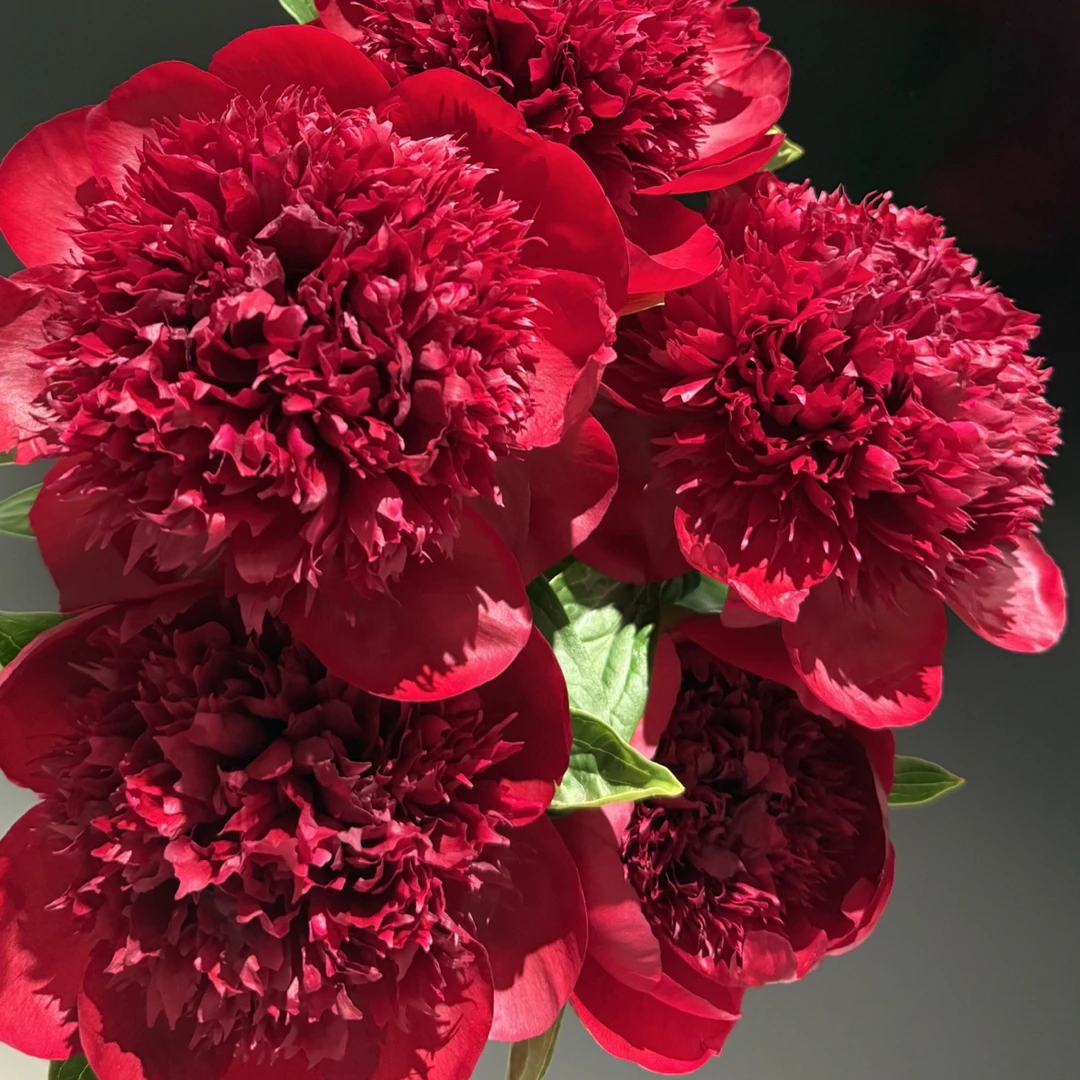 红色魅力芍药，2个根苗无芽芍药现货种苗，顺丰包邮