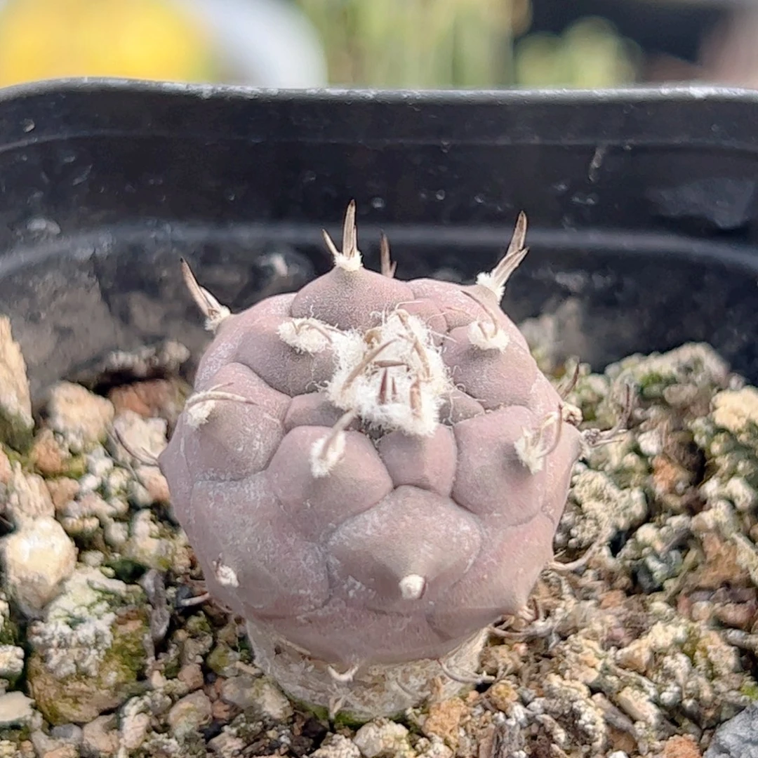 实生 紫肌冬云娇丽