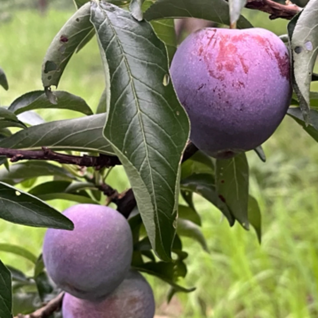 贵州五月脆凤凰李新鲜应季水果脆甜多汁现摘现发