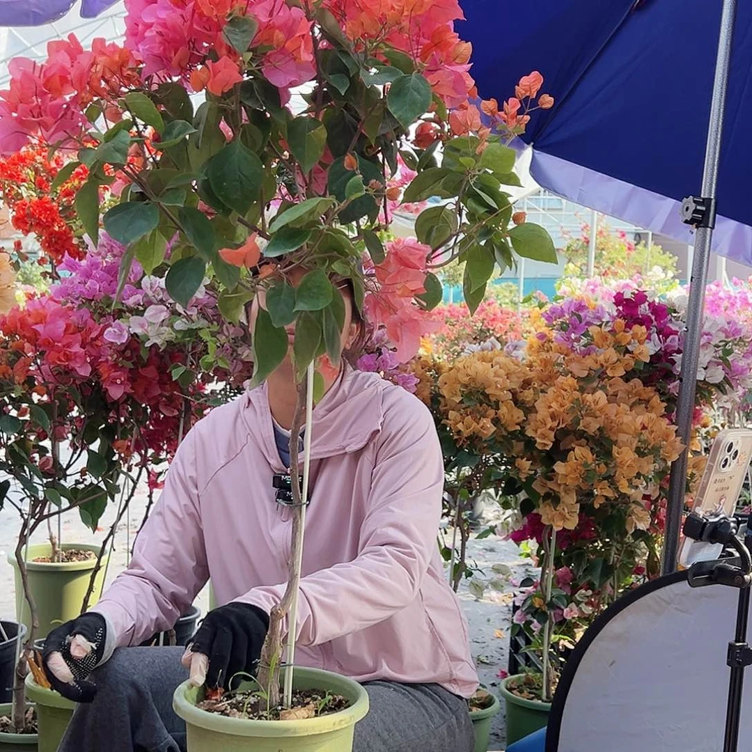 平***月大部分花苞少量开放K99波妹