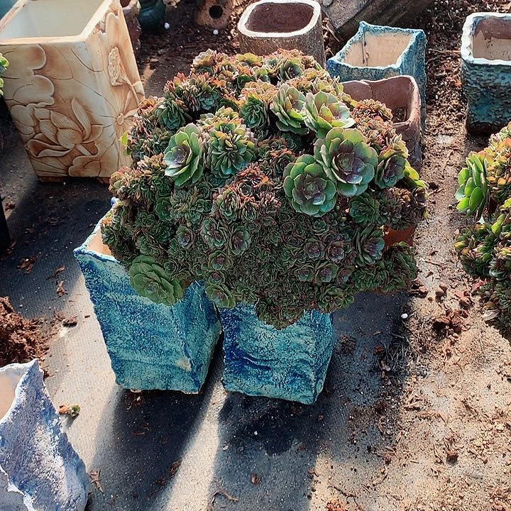 米*万朵朵脱土发货啊