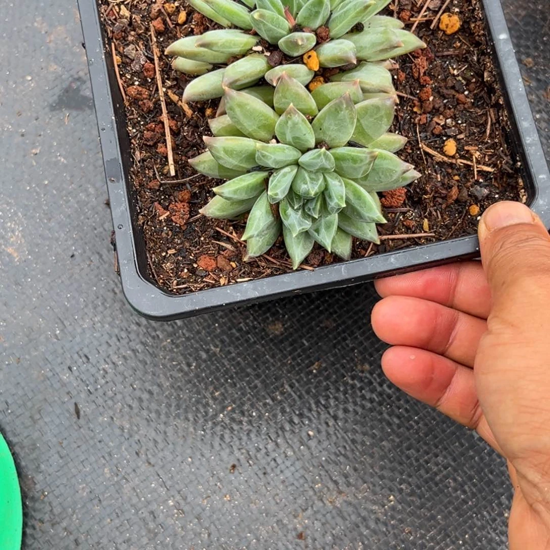 眠***冬幻影杂多肉植物的