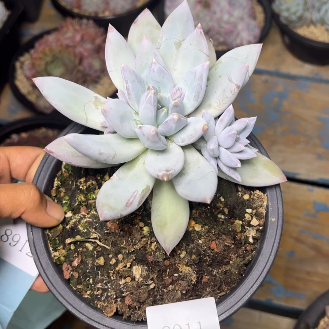 努***鹏8911多肉多多多多