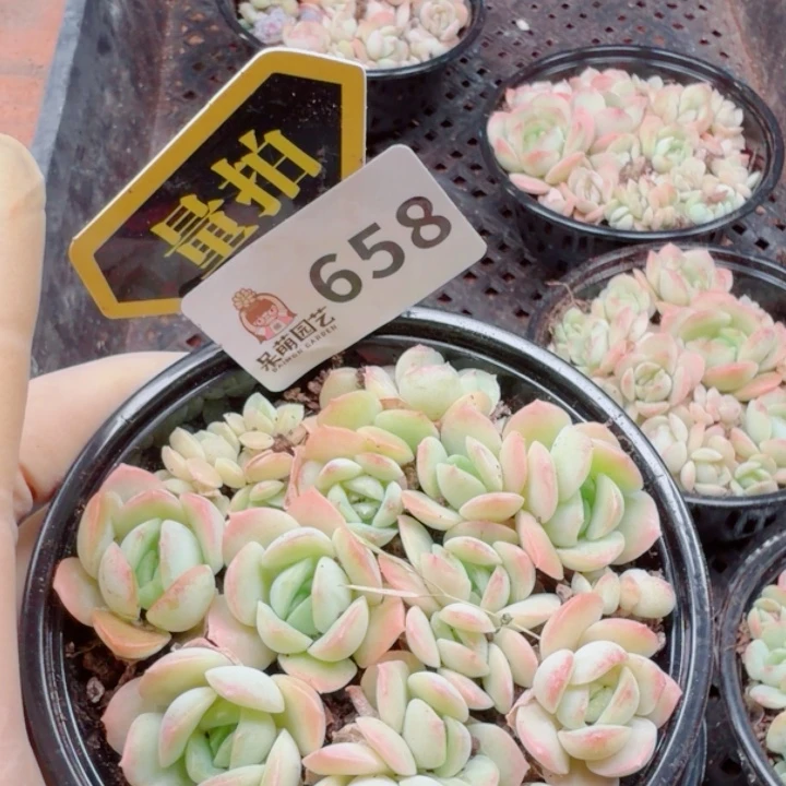 多肉植物多肉植物
