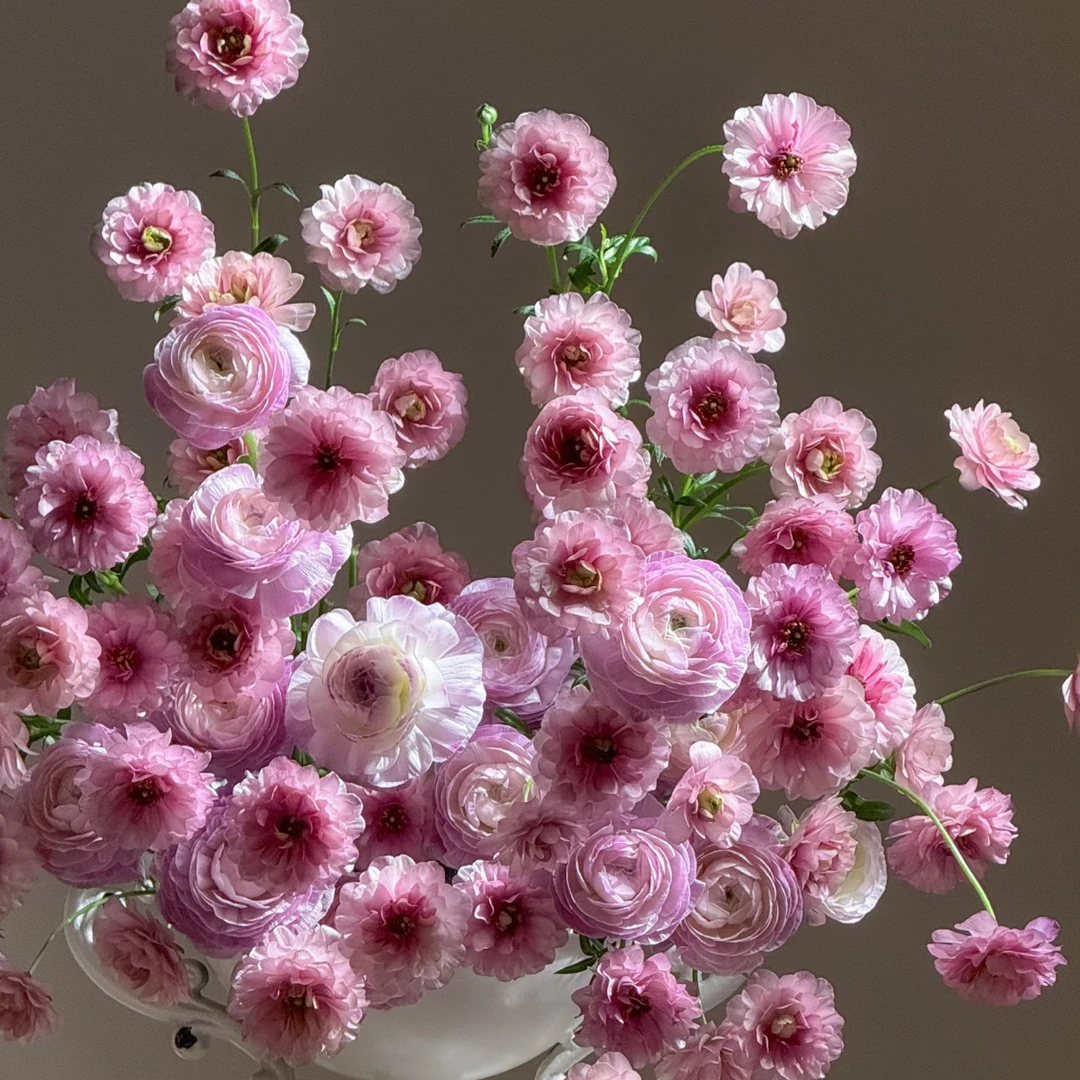 超大基地-乌梅子酱蝴蝶洋牡丹5支！三件顺丰空运20%不售后