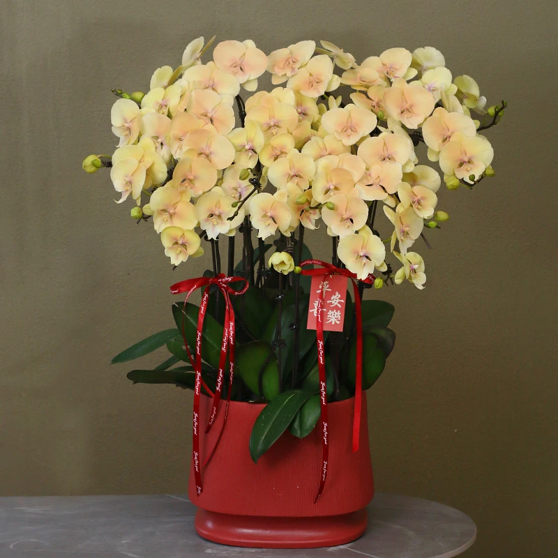 蝴蝶兰【彩虹】带花带盆组好伴手礼茶桌客厅美化活体喷色蝴蝶兰