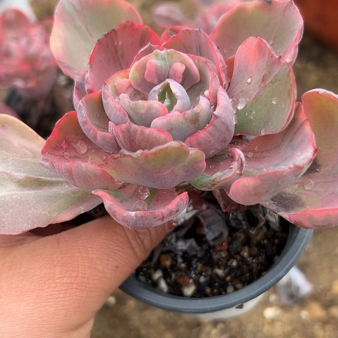 多肉植物雨滴锦单头