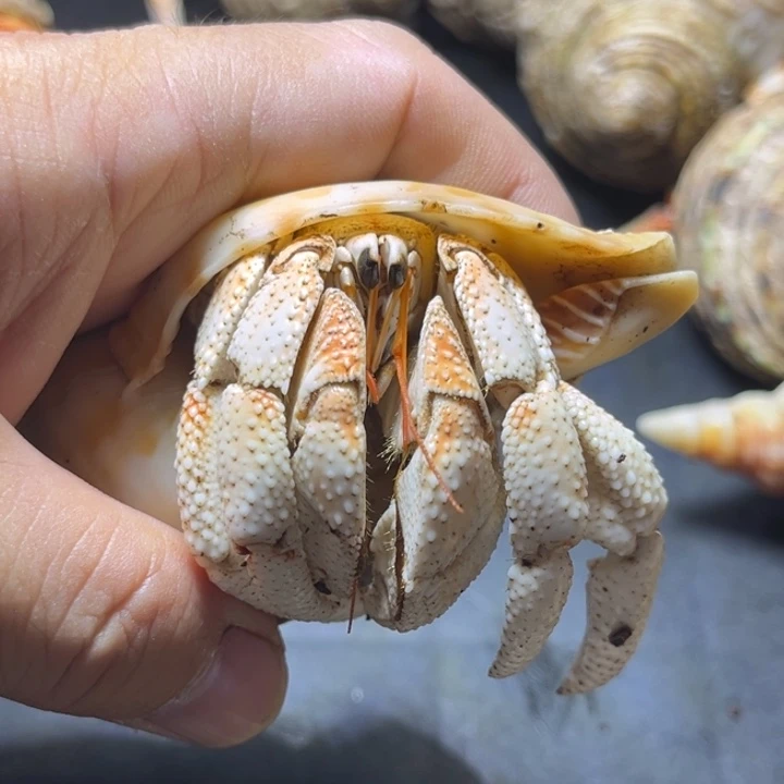 西柚色毛球3.3口径