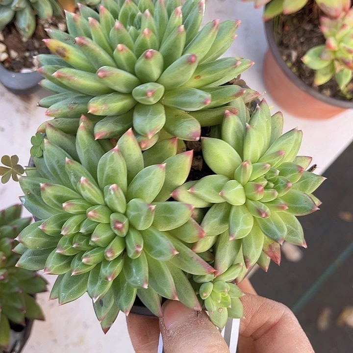 惠兰美人25173多肉植物