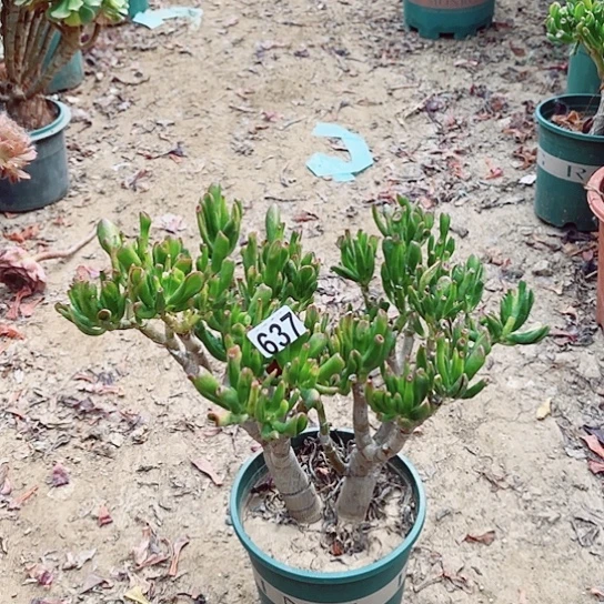 637吸财树老桩法师
