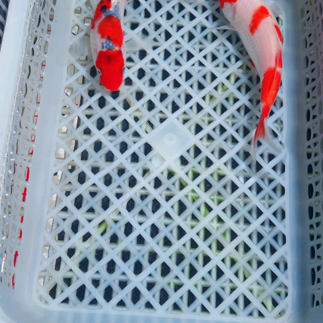 锦鲤锦鲤观赏鱼1111