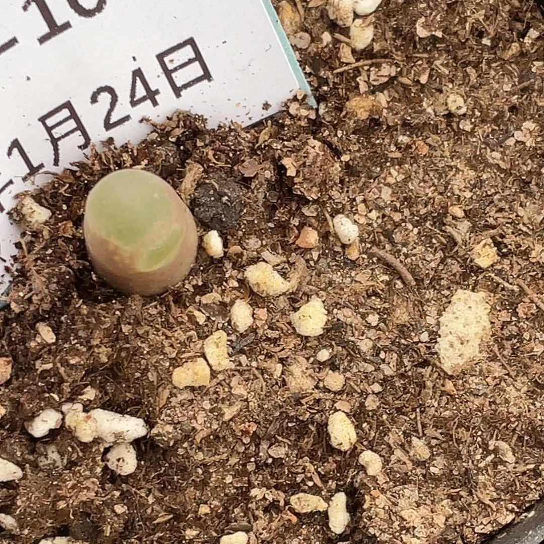 ?**u24-107肉锥多肉植物