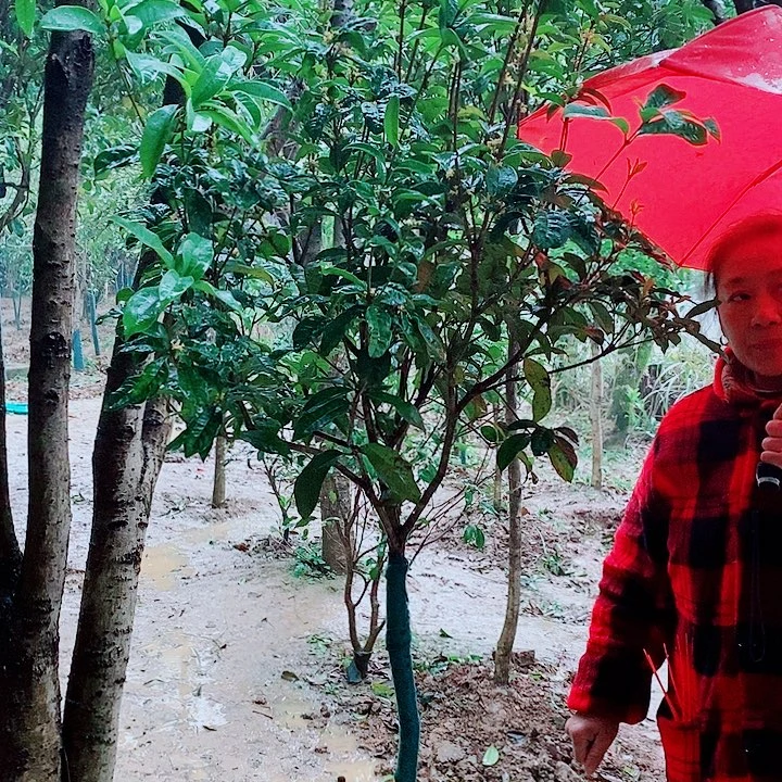 花****完全开放3左右四级桂2颗