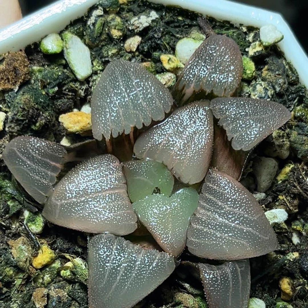 恭喜发财大吉大利0323