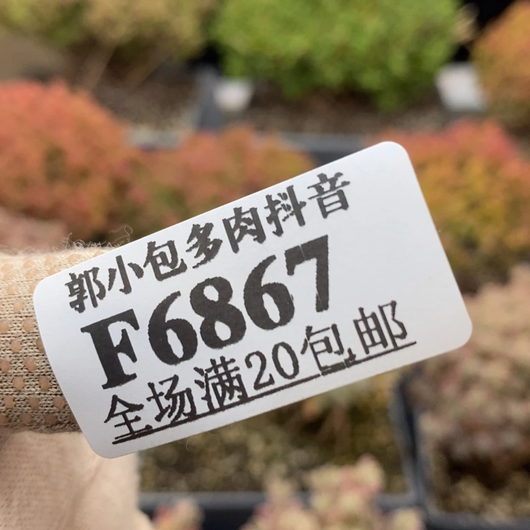 土两包6867枝干番杏土