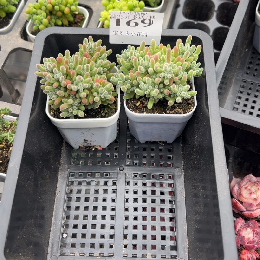 给***哥169号紫晶枝干到手两颗一物一拍