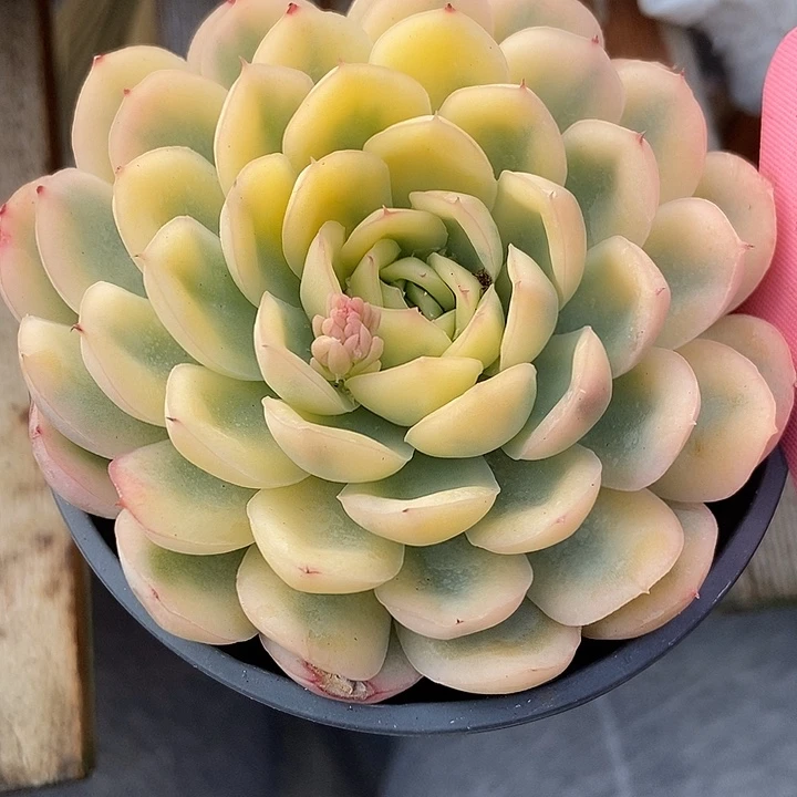 多肉植物草莓冰锦1763