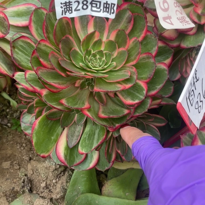 1792三号棚嫁接黑膜锦