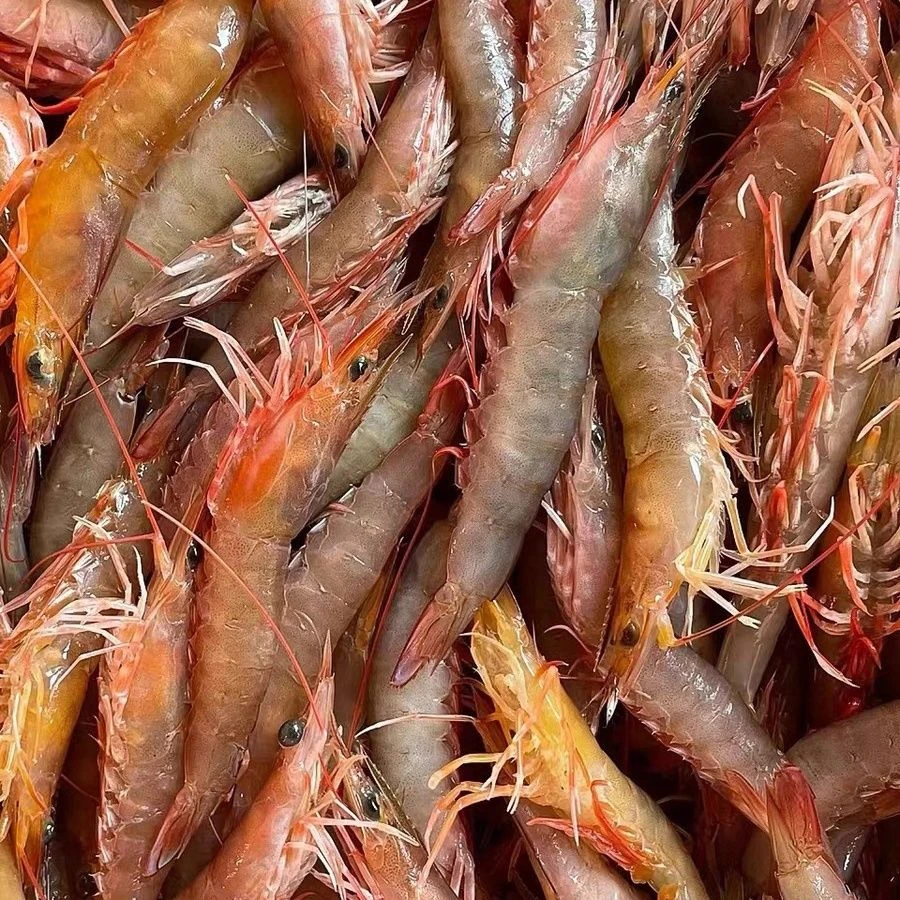 野生海捕沙芦虾 土虾 上海发货 低温冷冻发货