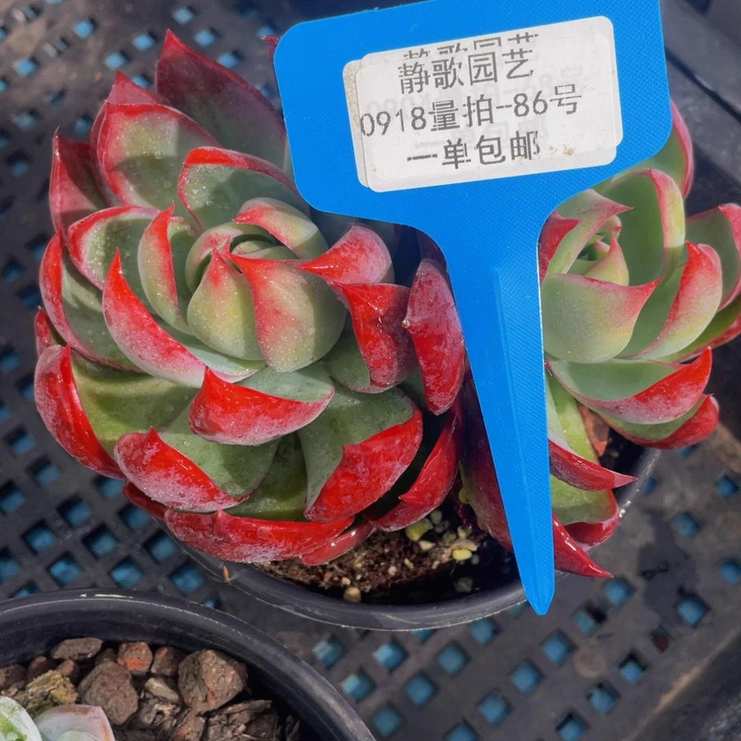 0918-86-精品惊鸿仙子大双头一颗量拍