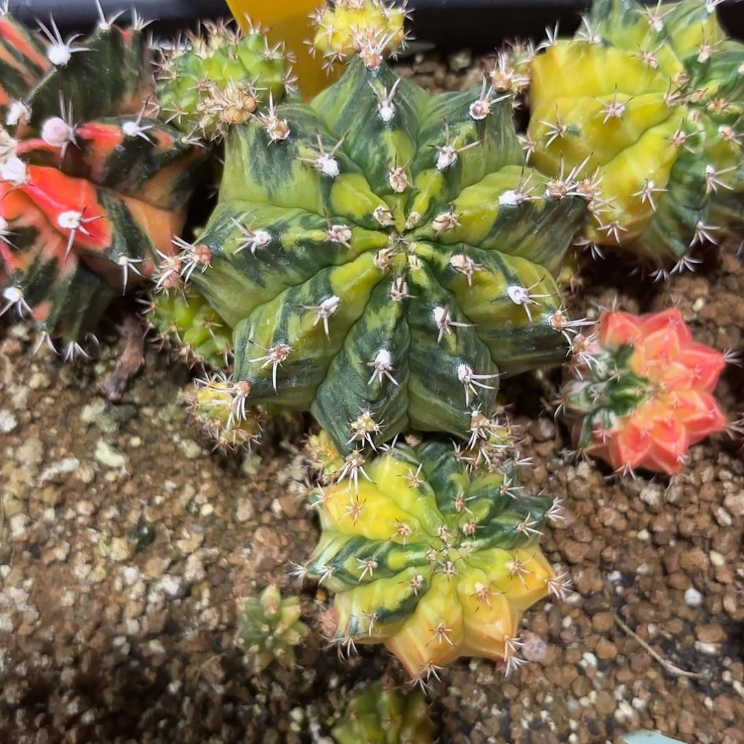 628-0919泰国发货 绿水鬼