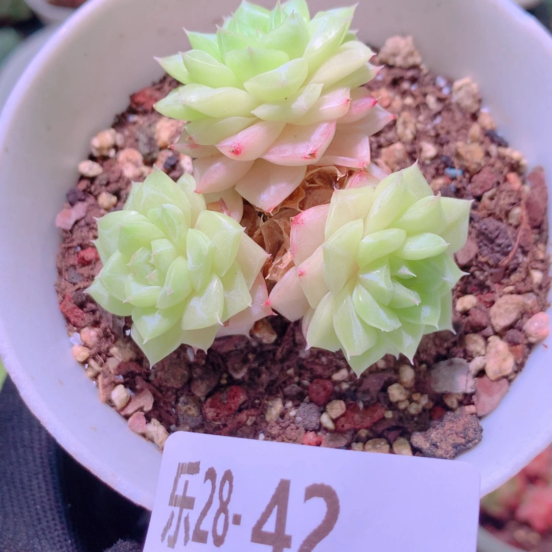 乐然28-42 白天鹅群