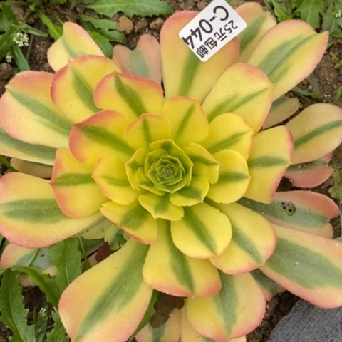 44特斯拉变异满25包邮多肉