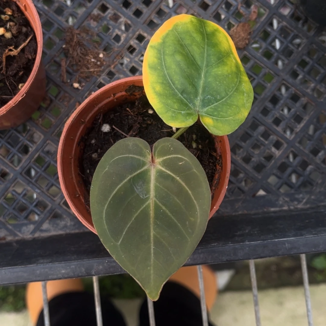 无花朵鸡k（新叶微蹭 老叶消耗