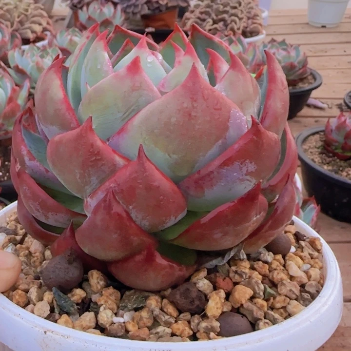 组合套餐编号12号