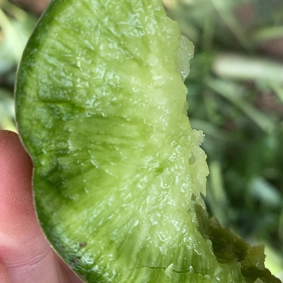 王大利沙窝水果新鲜青萝卜天星先拔现卖