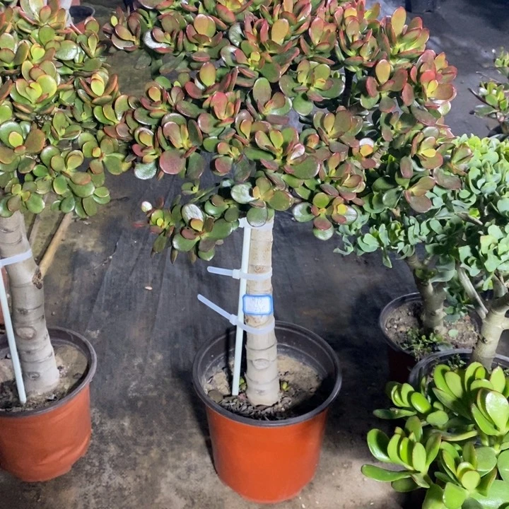 糖果姬红一物一拍