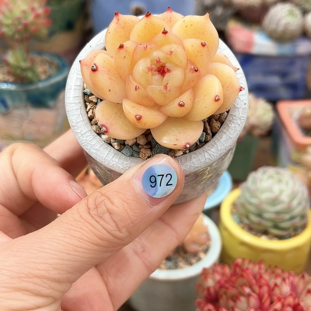 972 多肉含盆土30元包邮除偏远