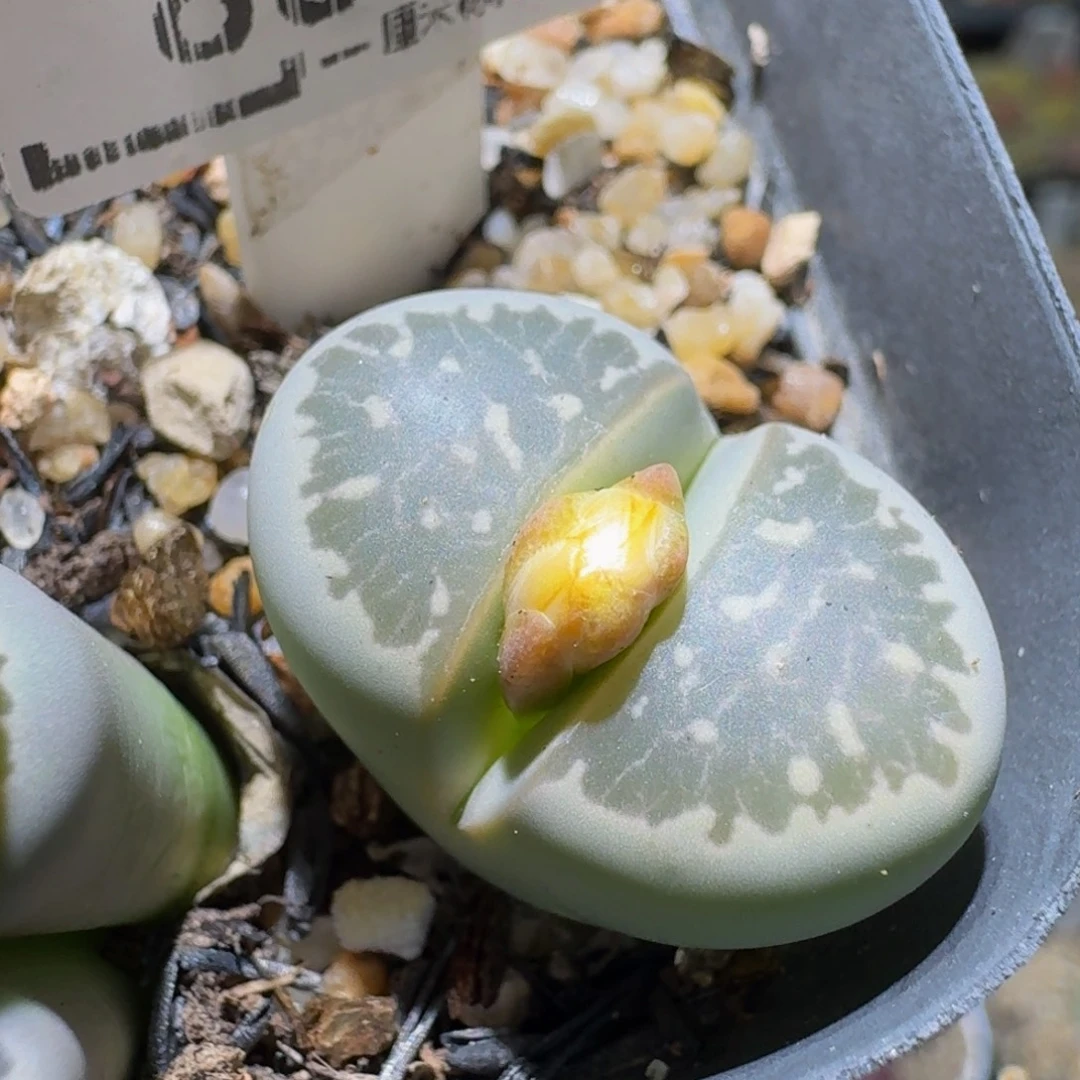 Sssss清货便宜卖了885