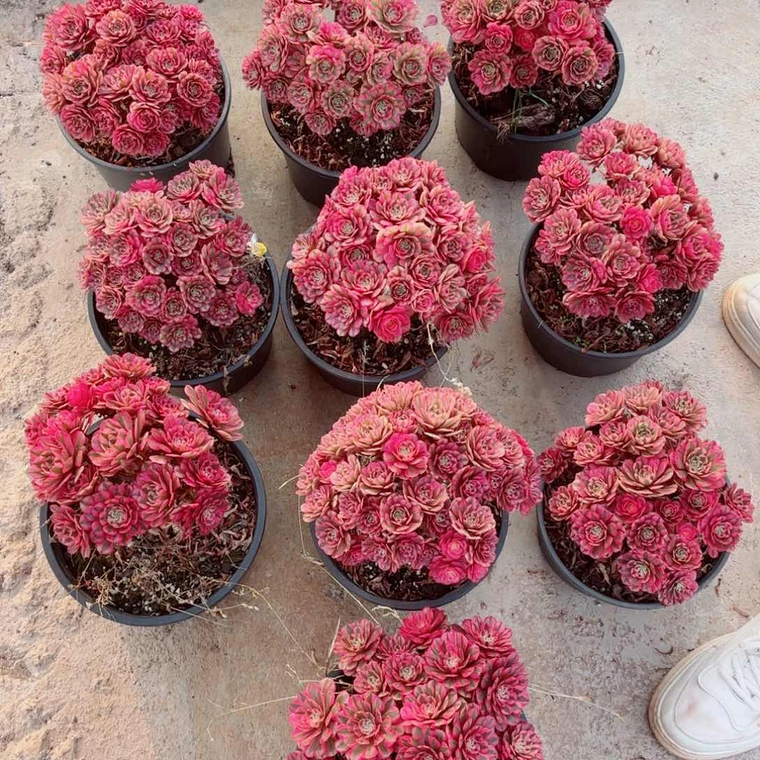 粉冠园艺粉筒壶量拍