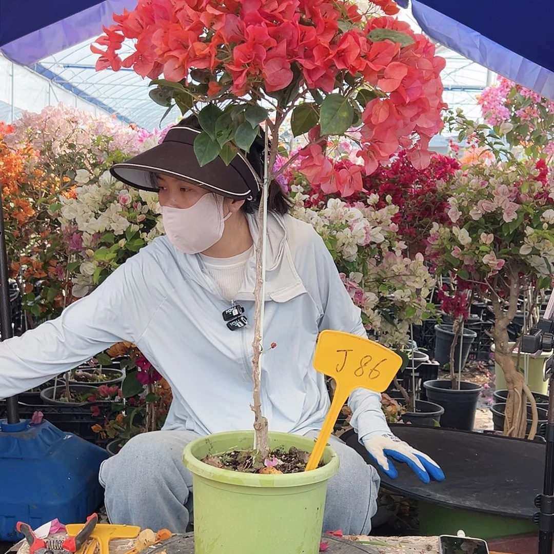 卡***姐大部分花苞少量开放J86暗夕