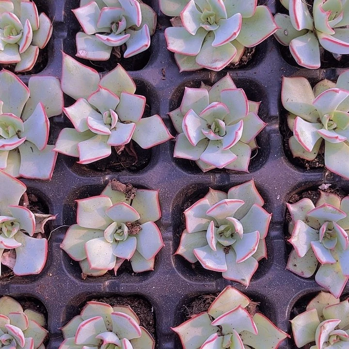 精品诺娃多肉植物