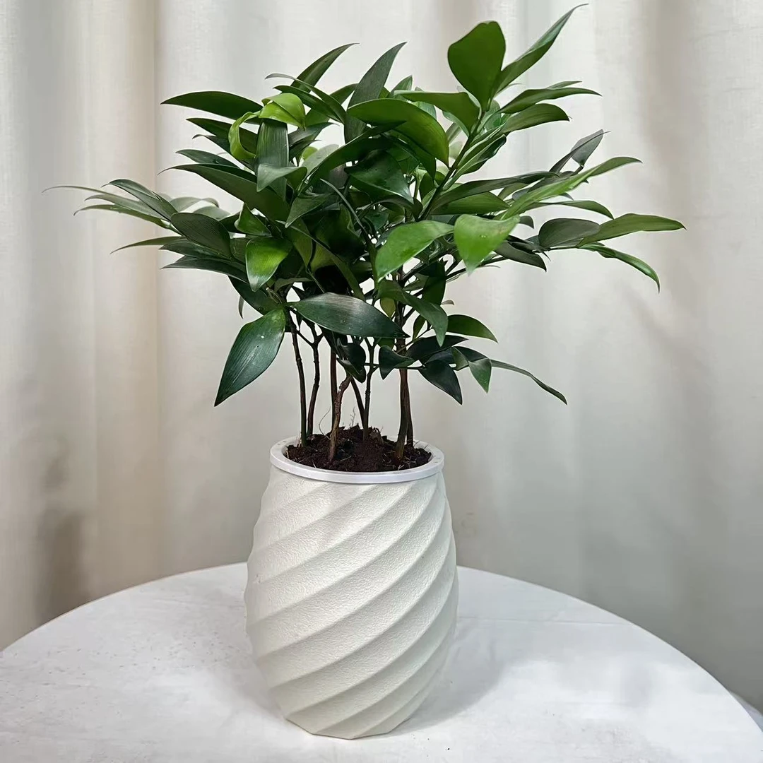 【兴旺平安竹】四季不掉叶室内室内驱蚊植物四季常青净化空气好养