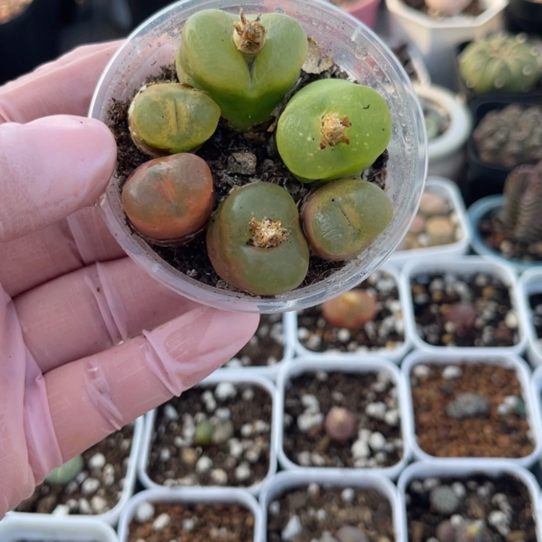 多肉植物一物一拍104