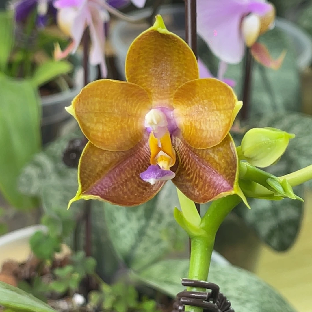 完全开放弥陀241-661