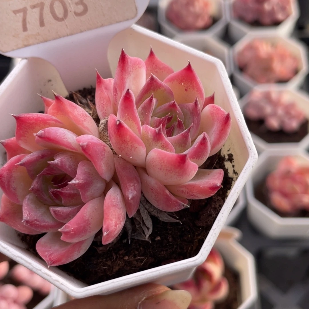 吉娃娃7703-6.0厘米