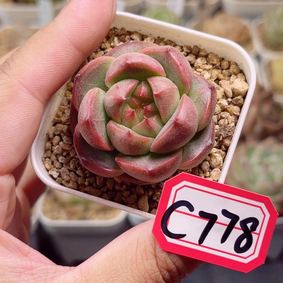 C778 一物一拍 18包邮 小香玉