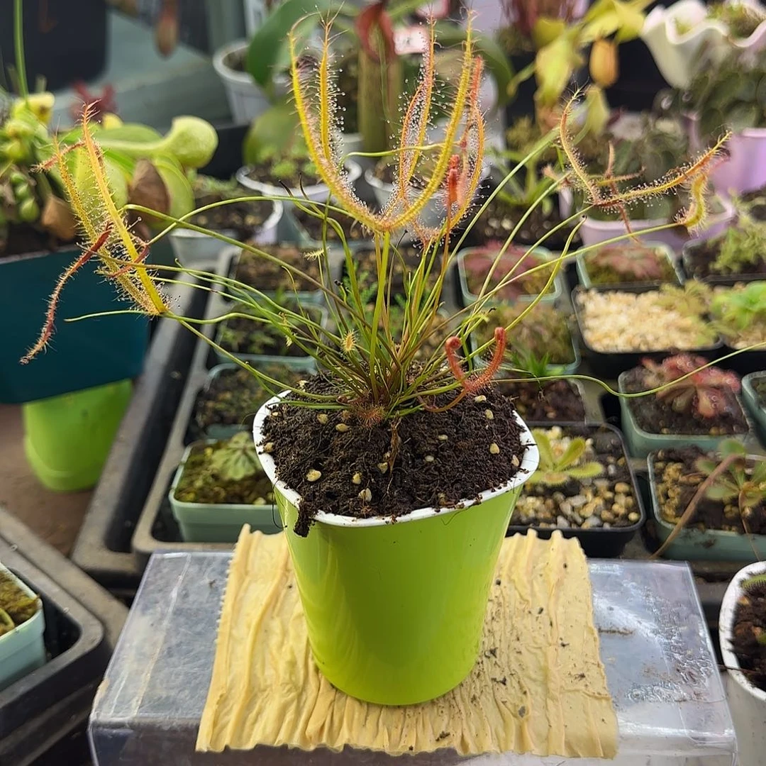 无花朵巨型叉叶茅膏菜