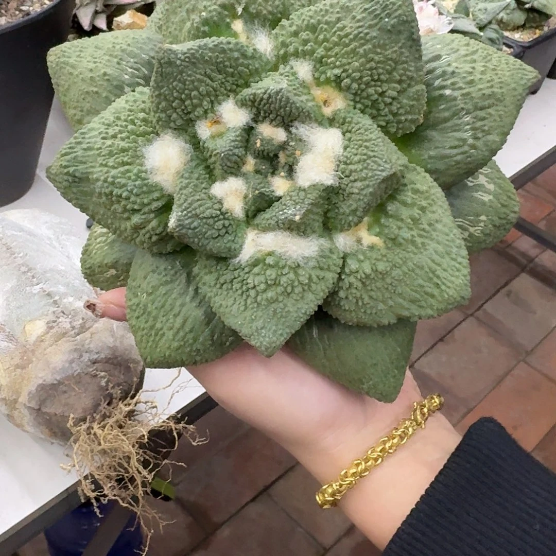 你***爸苗接自根顶级牛舌牡丹，暂未开根